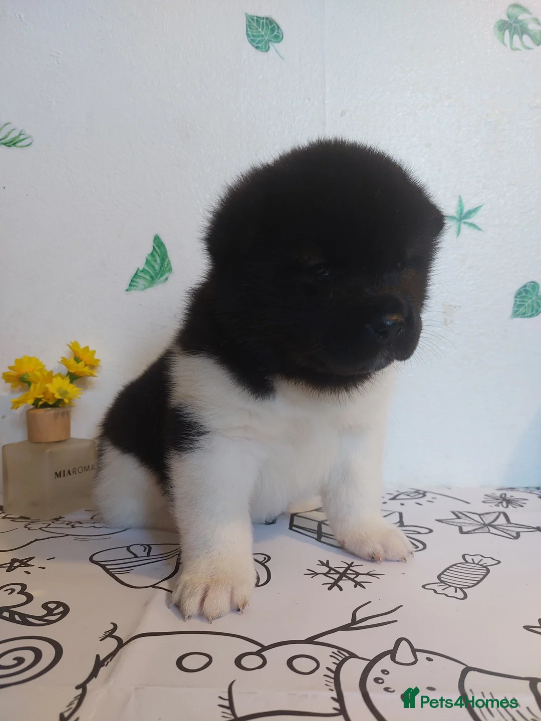 Akita dogs for sale: CHAMPION SHOW potential KC REG AKITA PUPPIES   - Advert 22