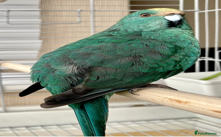 Parrots birds - Advert 1
