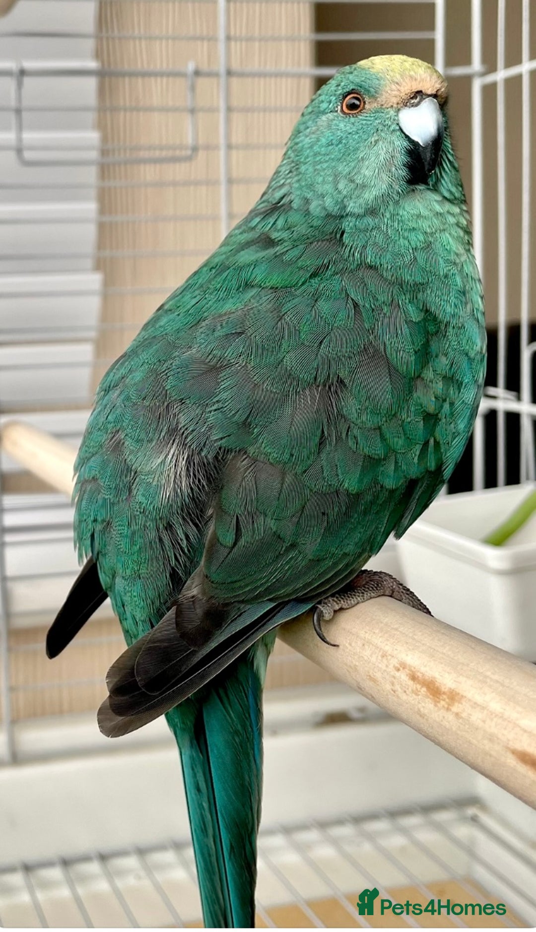 Parrots birds for sale: Kākāriki small parrot with cage - Image 1