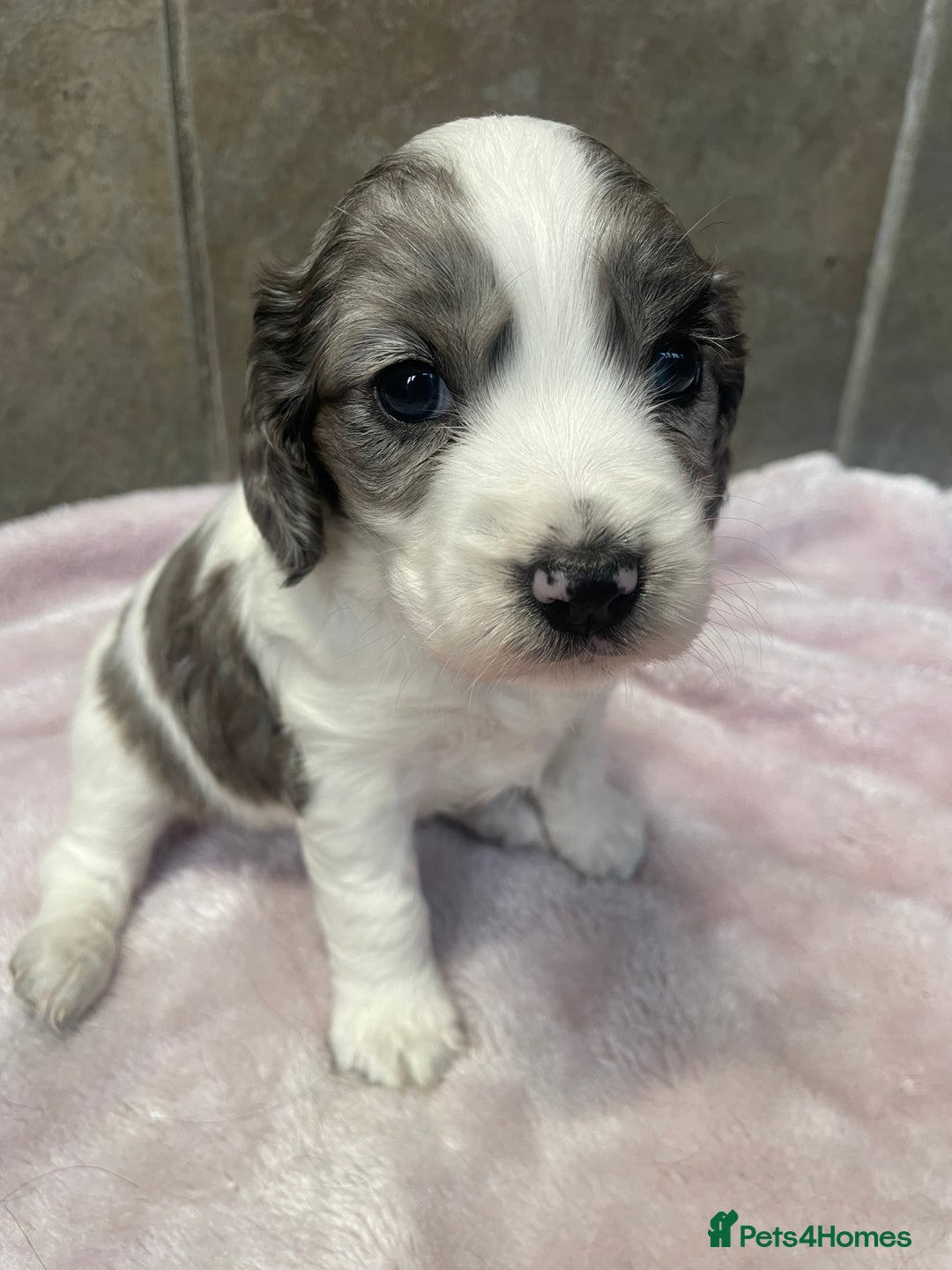 Cocker Spaniel dogs for sale: 1 Merle girl colored cocker spaniel   - Advert 9