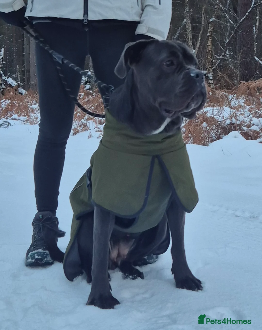 Cane Corso dogs for sale: **** Blue Cane Corso Female, 2 yrs old **** in Fochabers - Advert 2