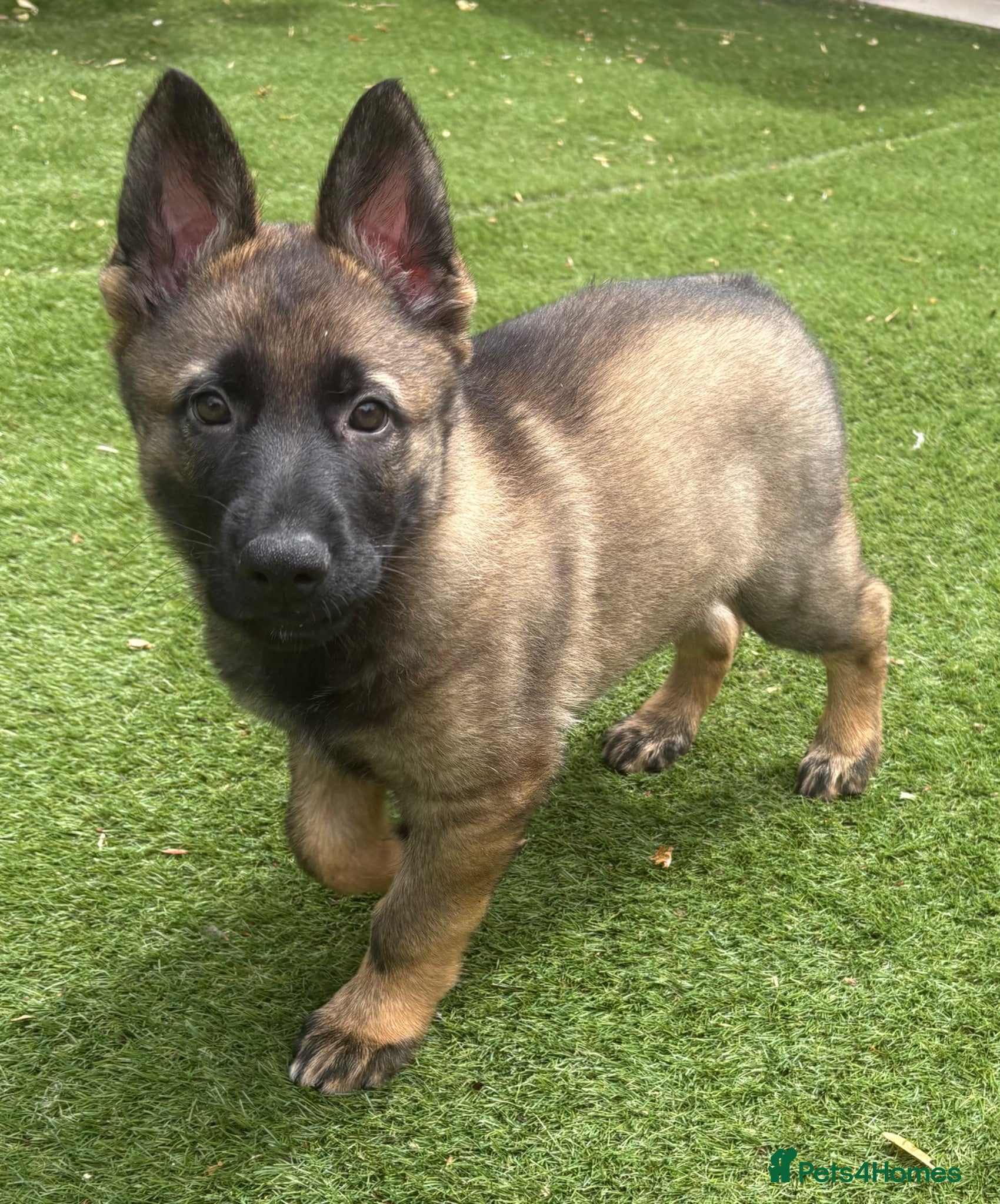German Shepherd dogs Europes elite: Ready to leave    - Advert 1