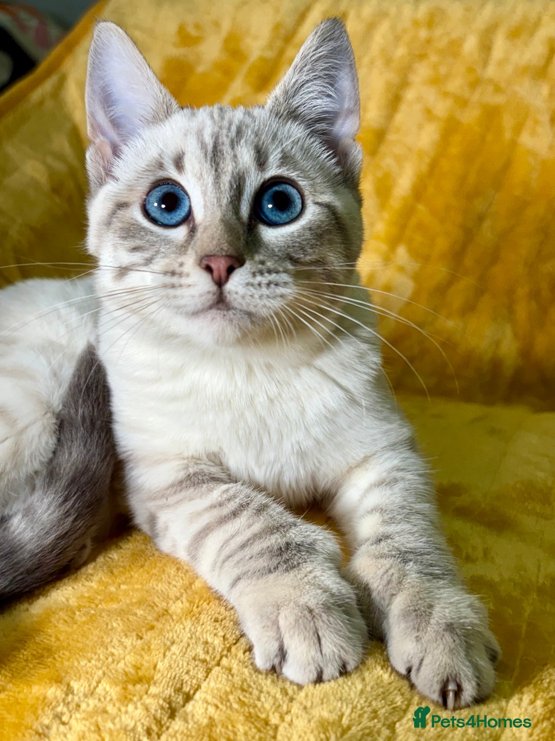 Bengal cats for sale: Breathtaking rare polydactyl snow leopard  - Advert 11