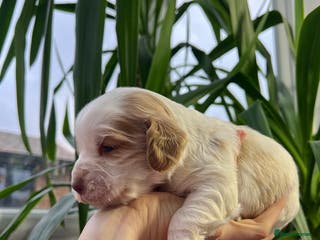 Cocker Spaniel dogs Show Type Cocker Spaniels. - Advert 8
