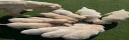 Golden Retriever dogs for sale: KC Registered Golden Retriever Puppies  - Advert 7