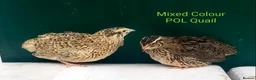 Quail poultry for sale: Quail Cortinux and Japanese Eggs/Chicks/POL - Advert 1