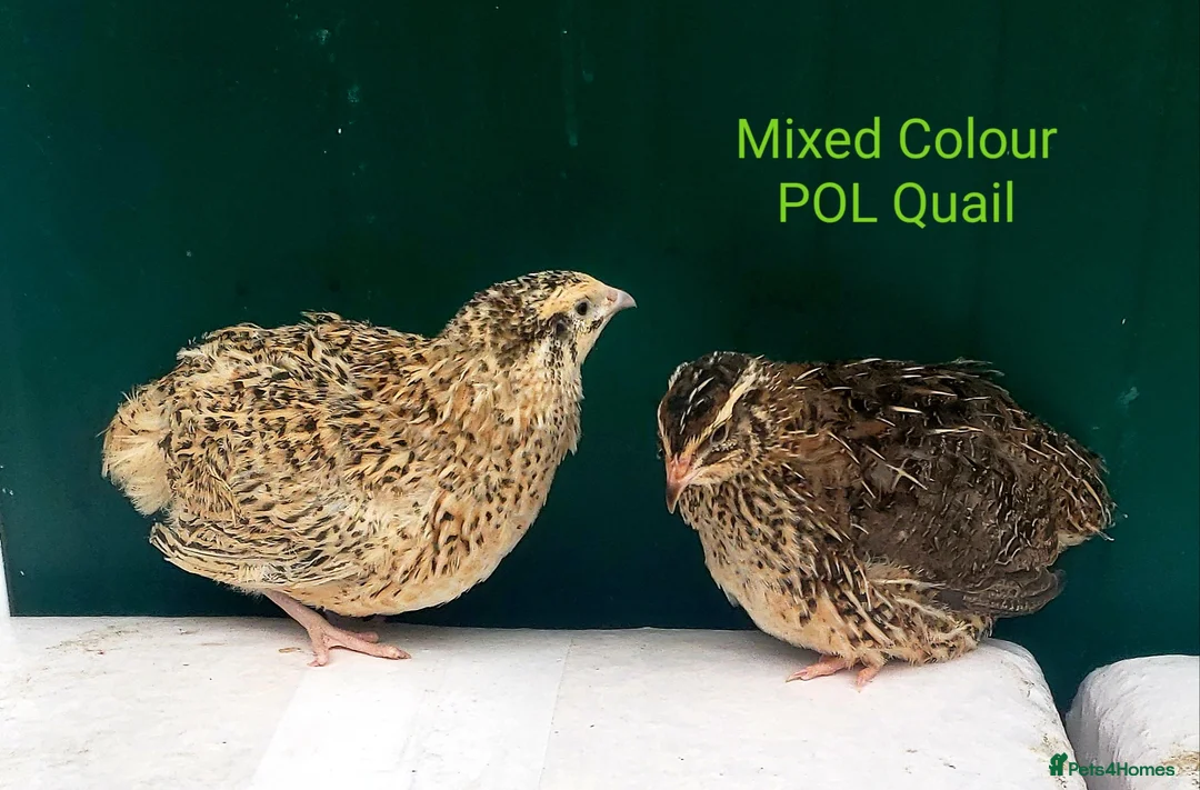 Quail poultry for sale: Quail Cortinux and Japanese Eggs/Chicks/POL - Advert 1