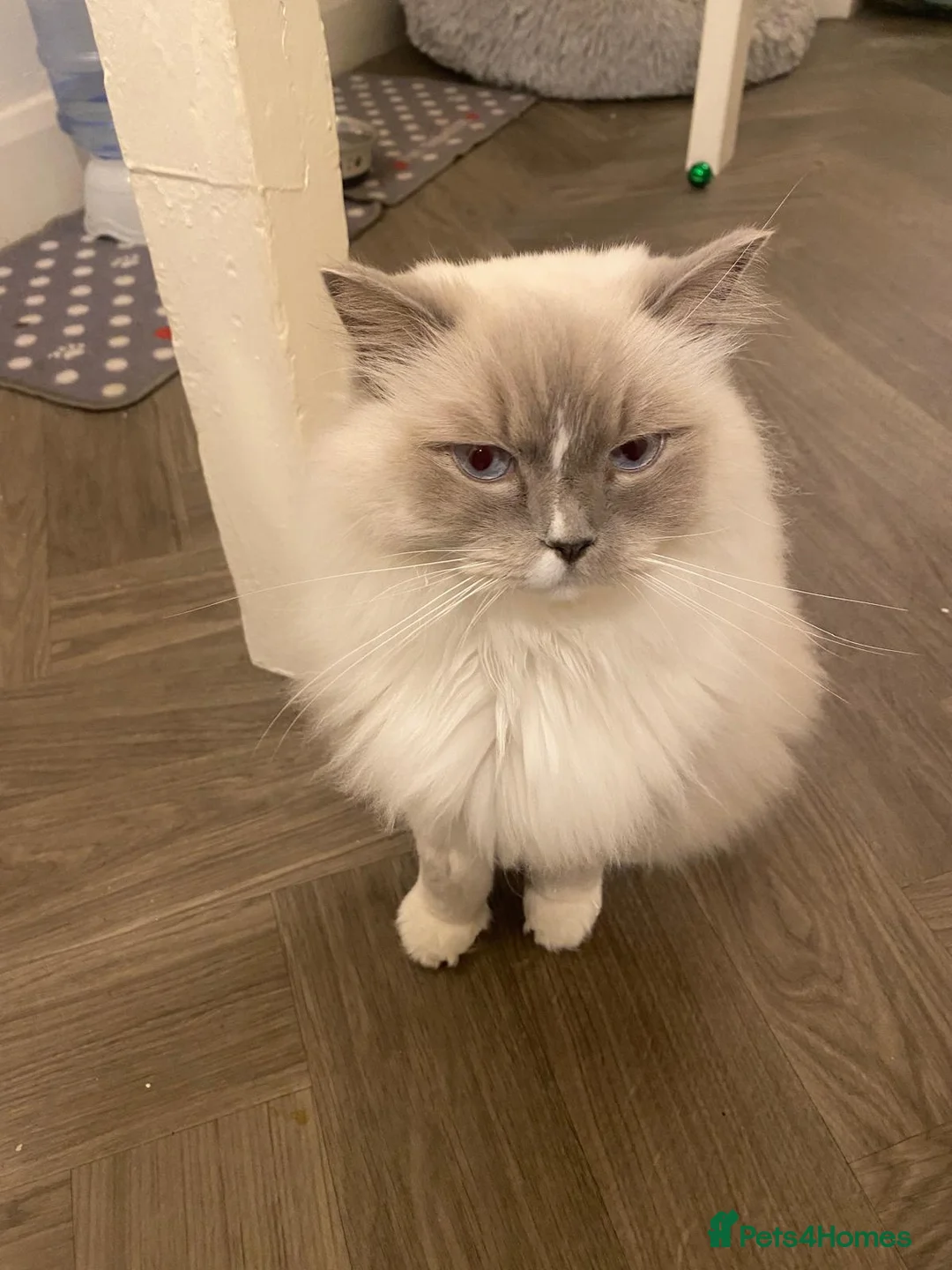 Ragdoll cats for sale: Gccf ragdoll male - Advert 3