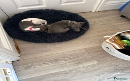 Whippet dogs for sale: 8 Week Old Whippet Puppies  - Advert 19