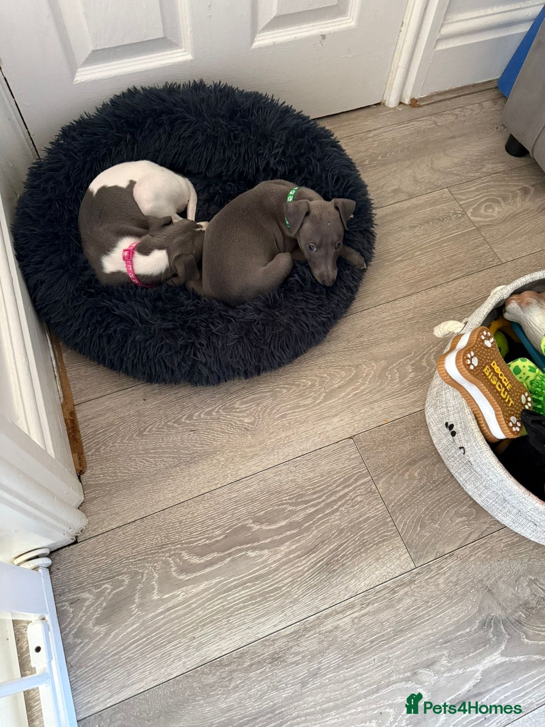 Whippet dogs for sale: 8 Week Old Whippet Puppies  - Advert 19