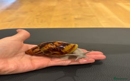 Snails invertebrates for sale: SILVER LEUCISTIC OVUMS TANK STARTER KIT IREDALEI  - Image 3