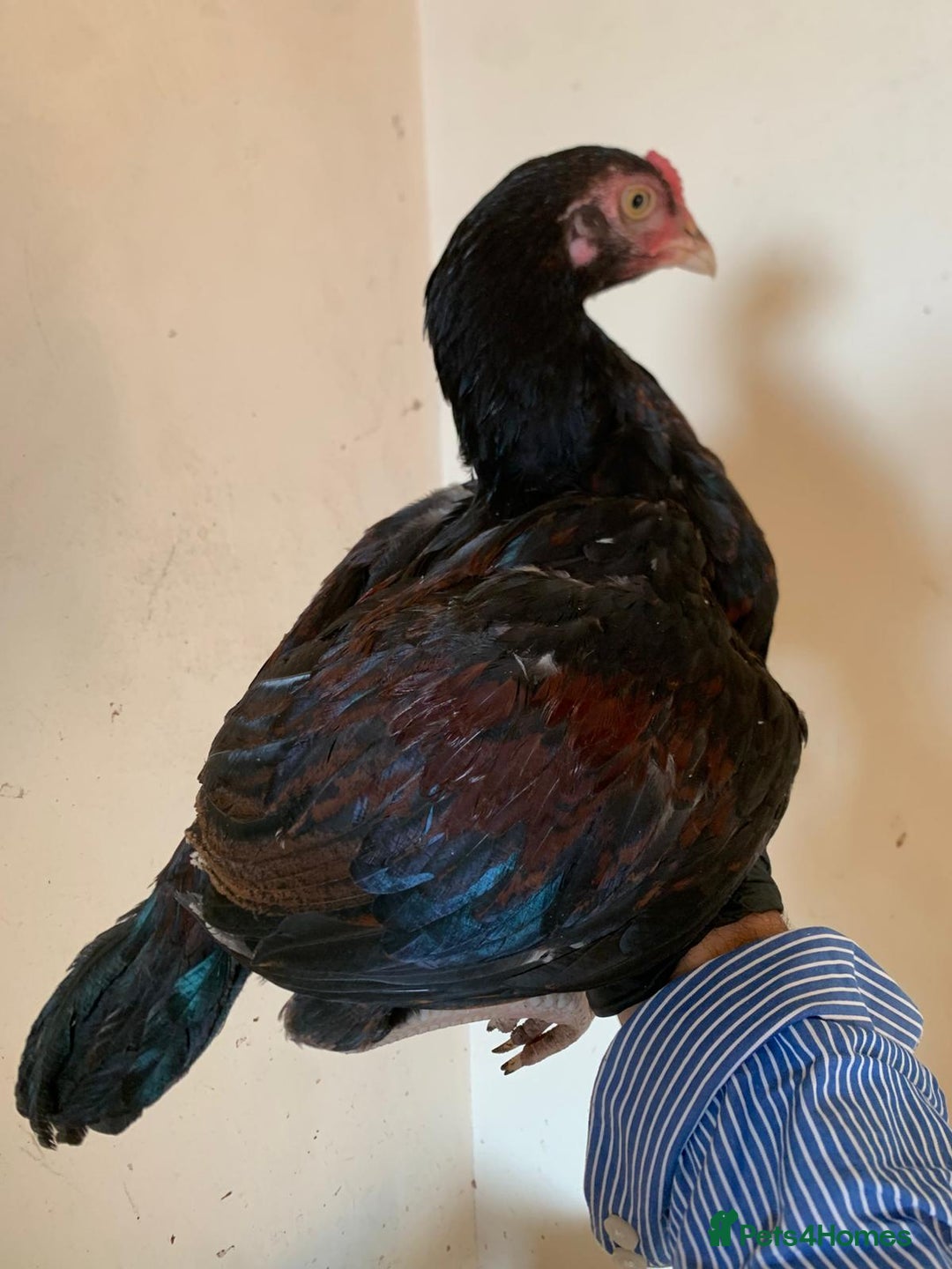 Chickens poultry for sale: Pure Miawali Aseel Stags  - Image 2