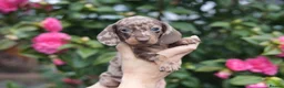 Miniature Dachshund dogs for sale: KC reg miniature dachshund only 3 boys left  - Advert 8