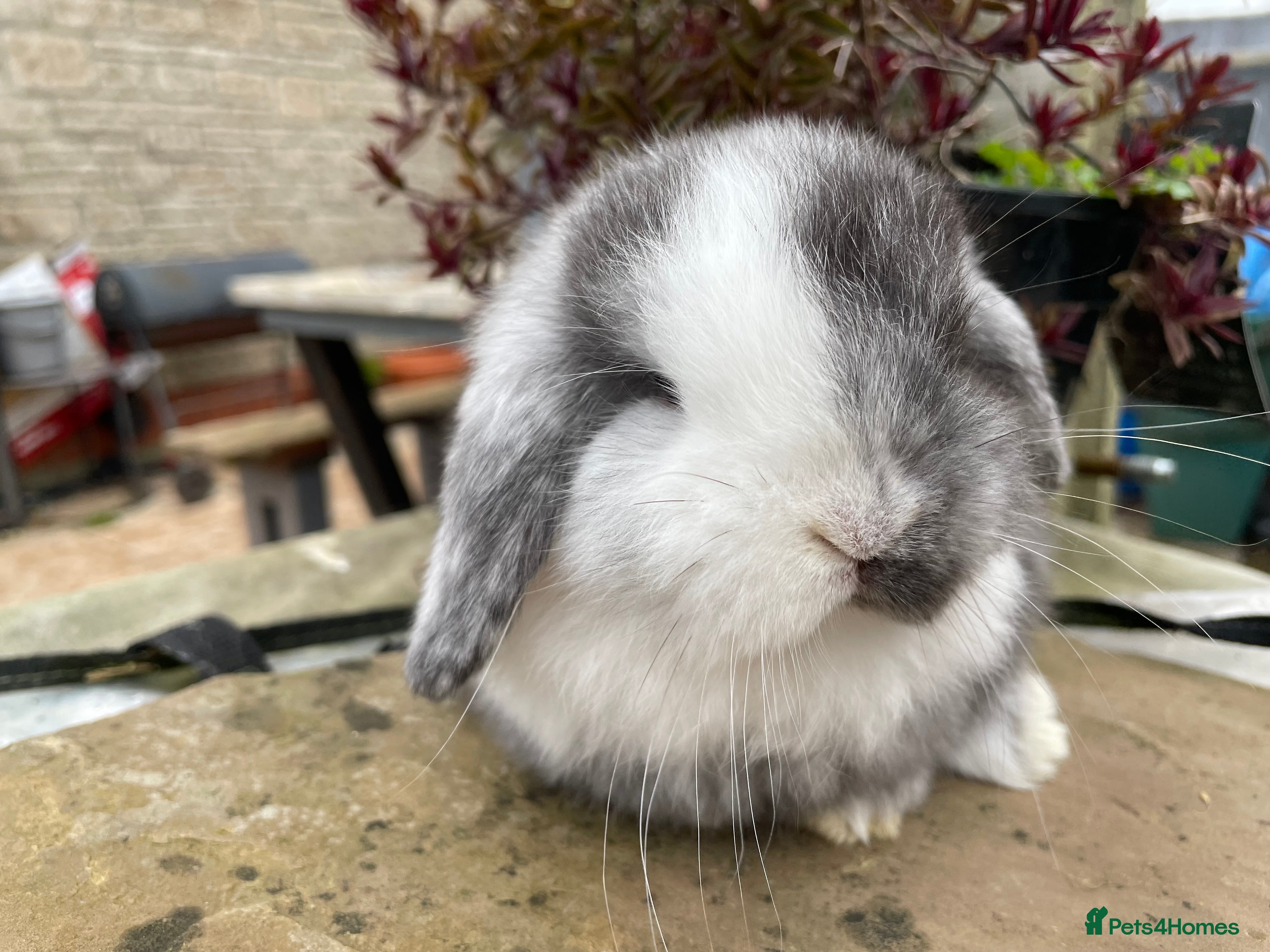 Mini Lop rabbits Mini lop buck ready to reserve  - Advert 15