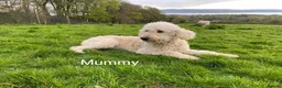 Goldendoodle dogs for sale: 🐾 Goldendoodle Puppies ready for forever homes 🐾 - Advert 27