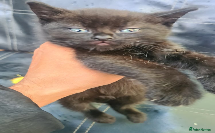 Persian cats - Advert 1