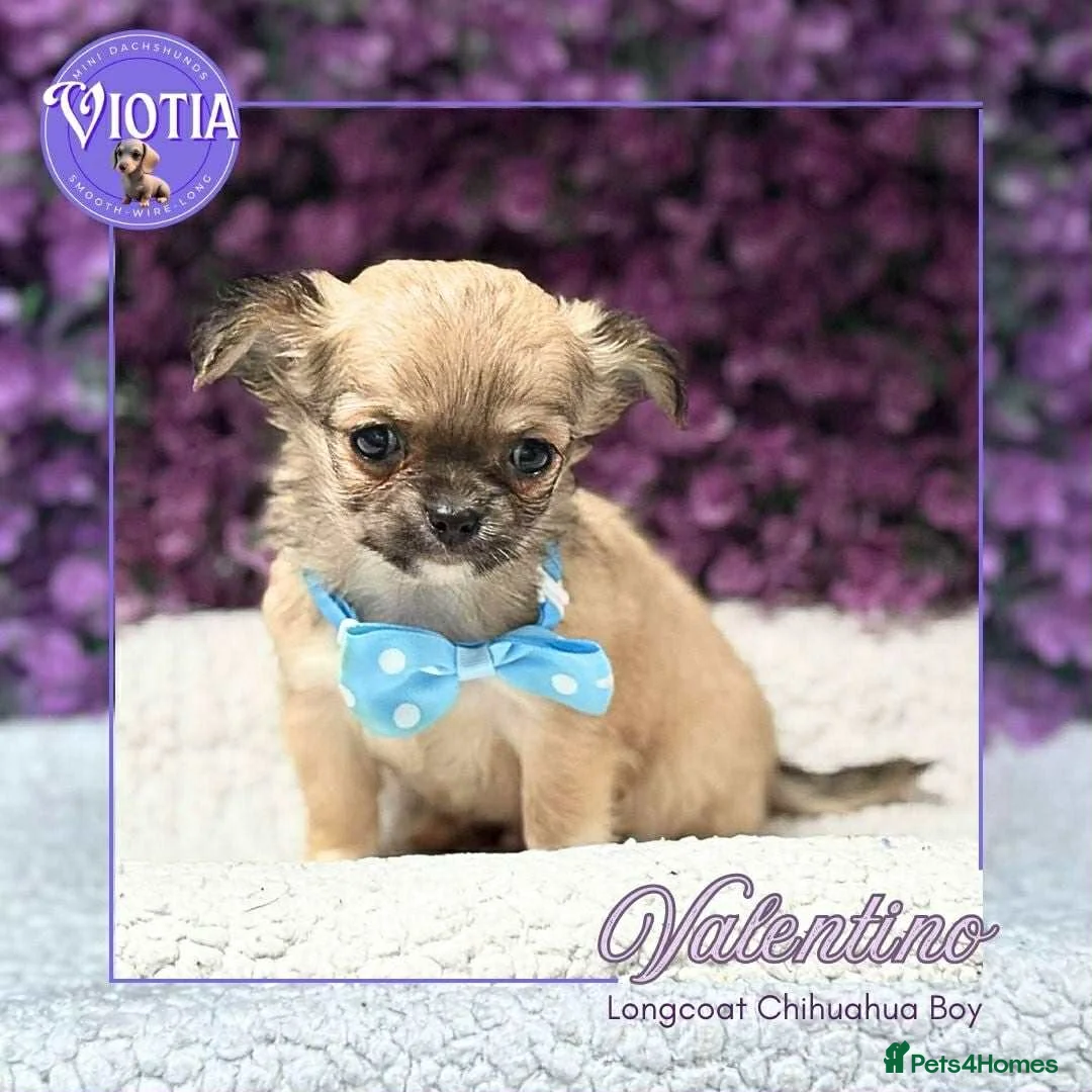 Chihuahua dogs for sale: Stunning long coat chihuahua’s  - Advert 10