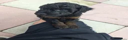 Cockapoo dogs for sale: Sable Girl F1b cockapoo Puppies (1 Left) - Advert 24