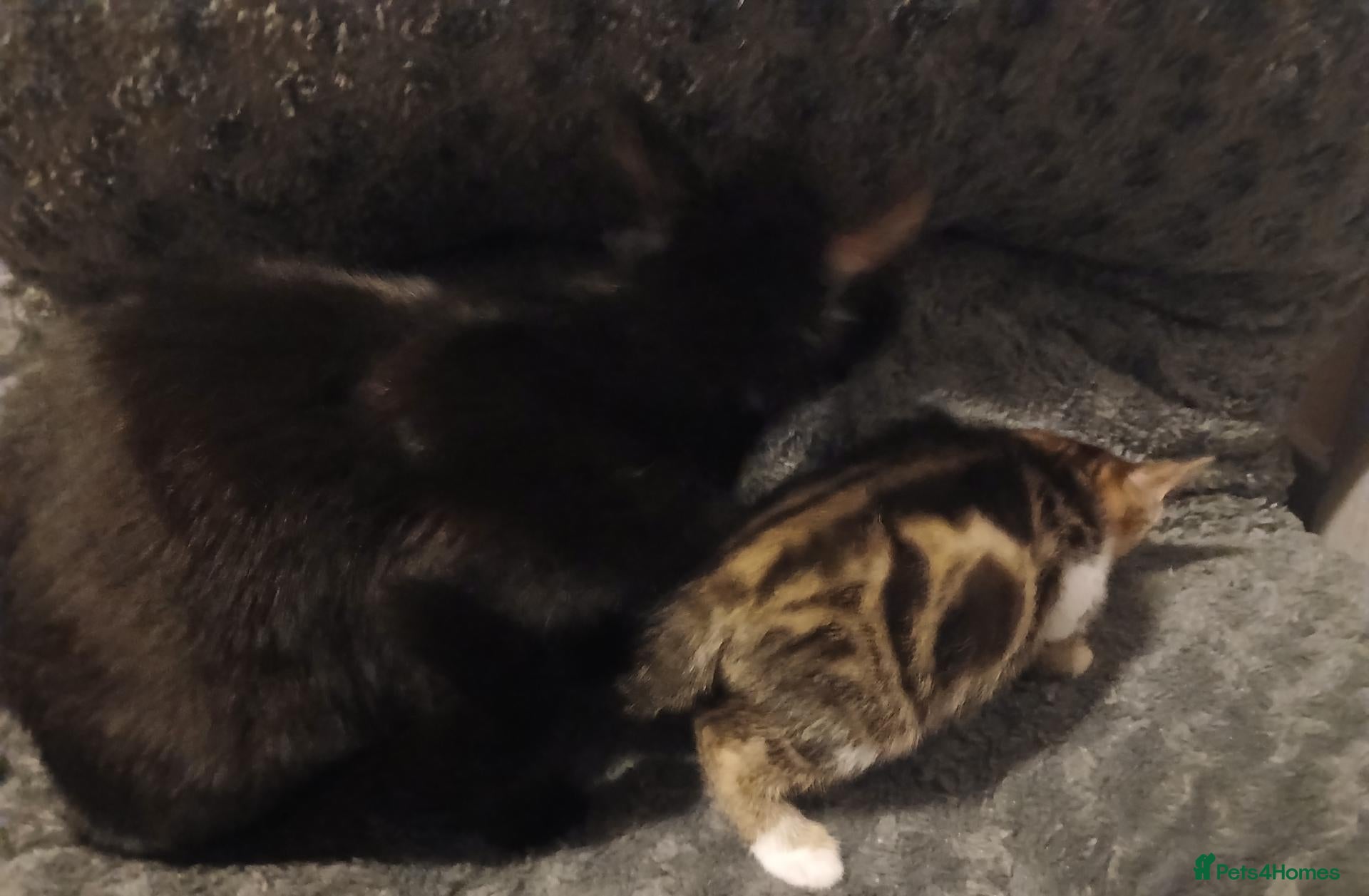 Mixed Breed cats Mixed colour kittens looking for their new homes - Advert 1