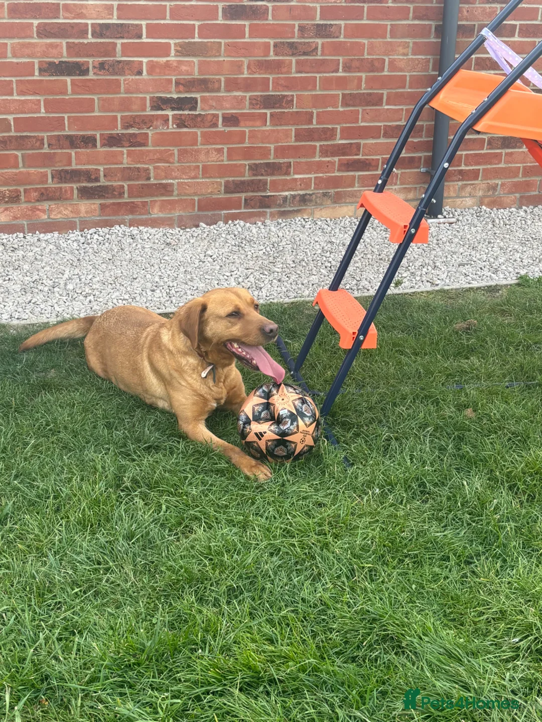 Labrador Retriever dogs for sale: Fox Red Labrador Girl For New Forever Home  in Cambridge - Advert 2