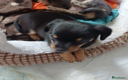 Chiweenie dogs for sale: Pups for sale  - Advert 4