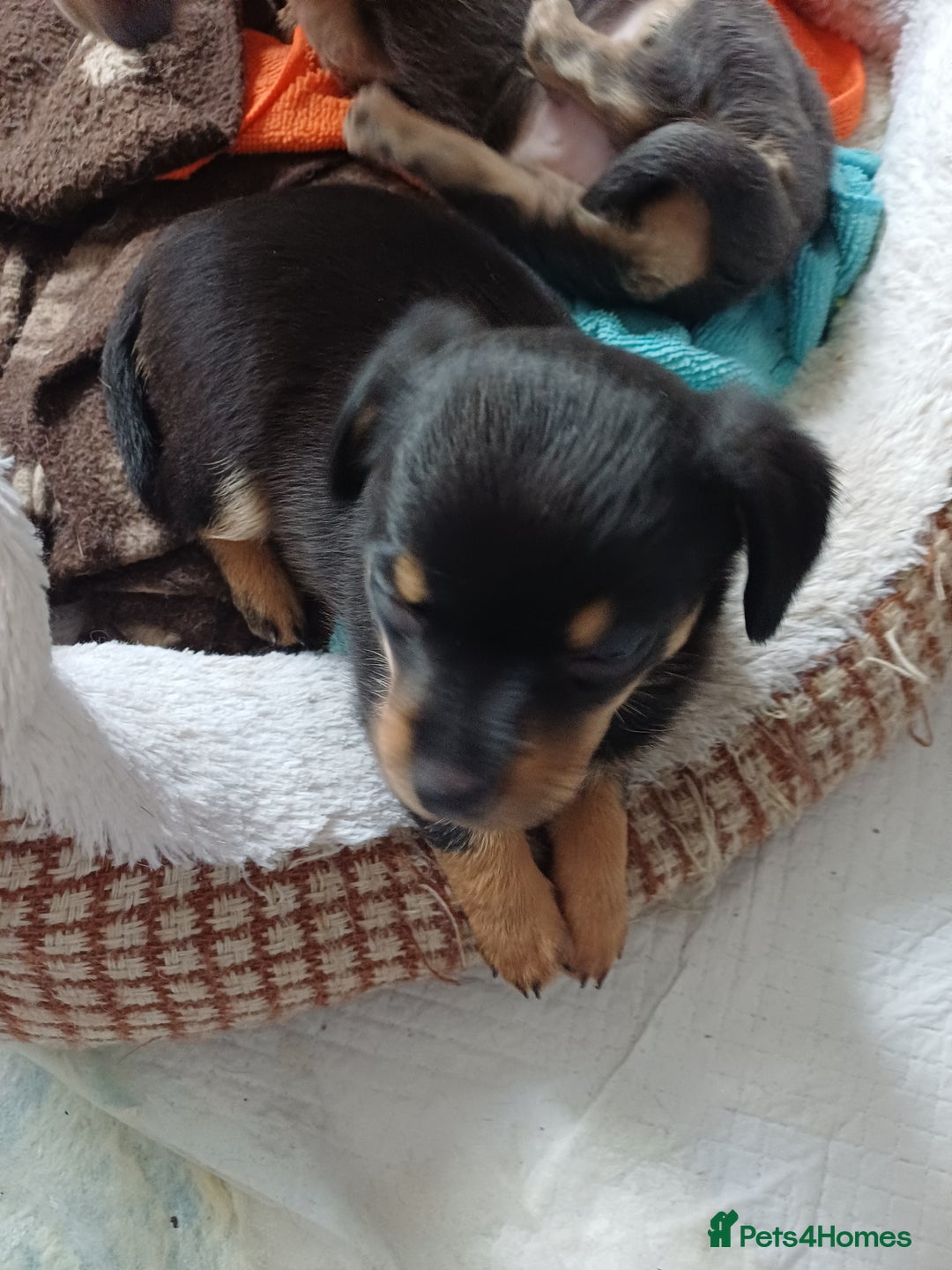 Chiweenie dogs for sale: Pups for sale  - Advert 4