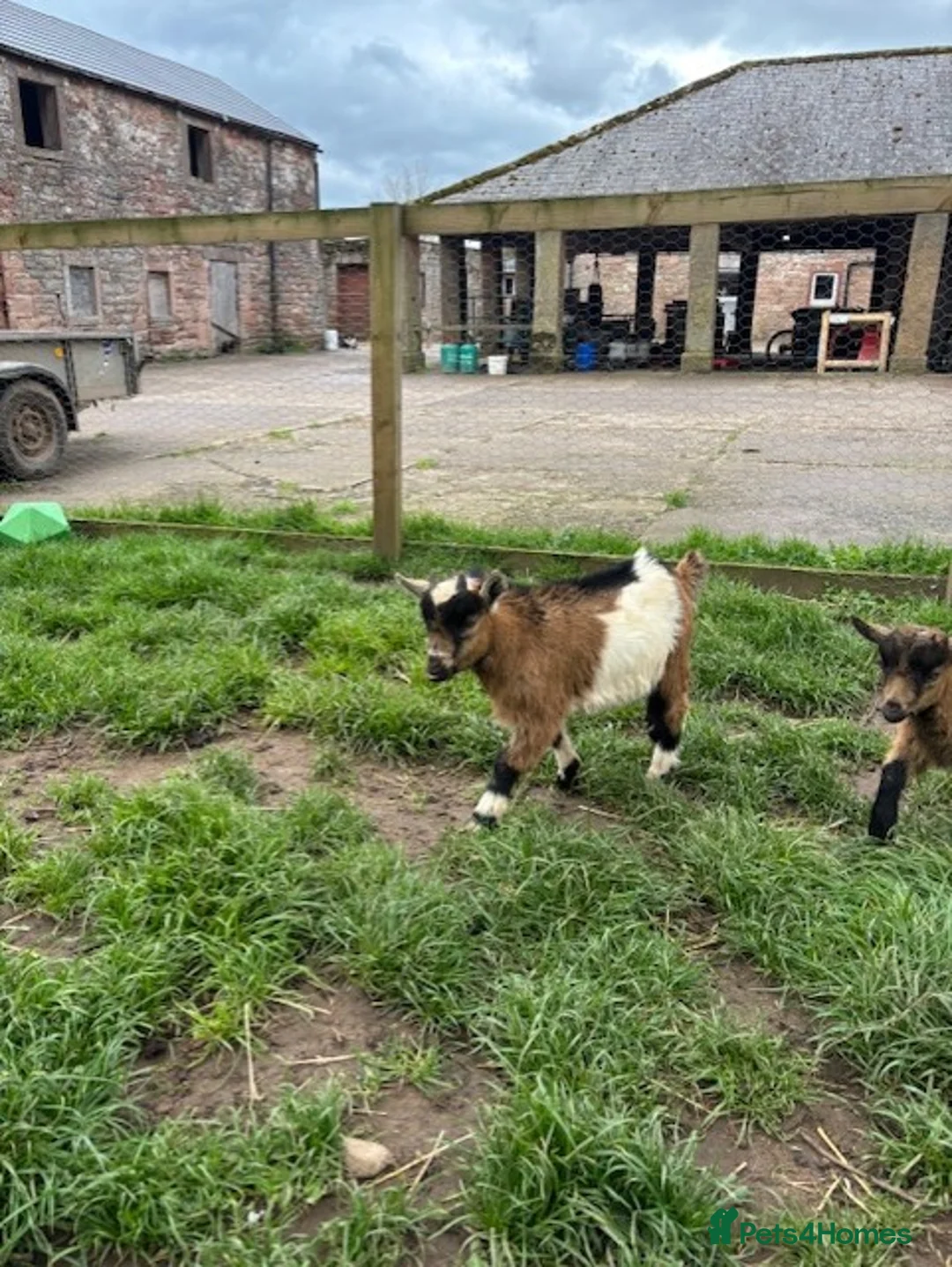 Goats livestock for sale: 1 Male Pygmy Goat - Advert 2