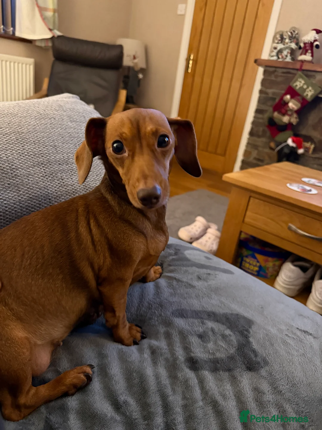 Miniature Dachshund dogs for sale: Loving home wanted for Beautiful Mini Dachshund - Advert 5