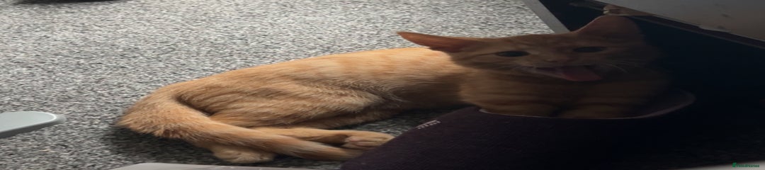 felix