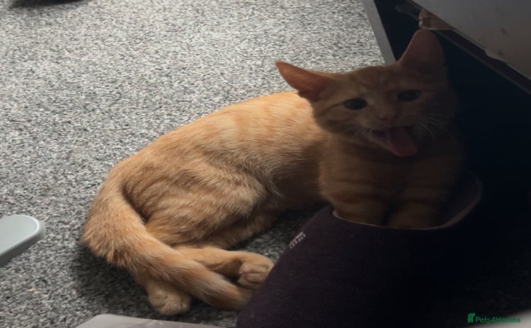 Domestic Shorthair cats - Advert 2