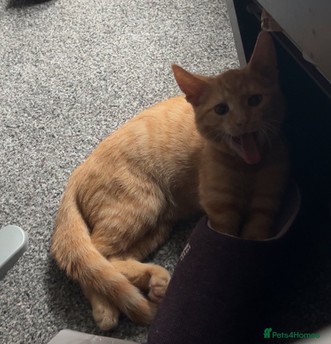 Domestic Shorthair cats for sale: ginger boy for energetic, loving home  - Image 1