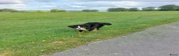 Bernese Mountain Dog dogs for sale: 11 month old Bernese Mountain Girl - Advert 2