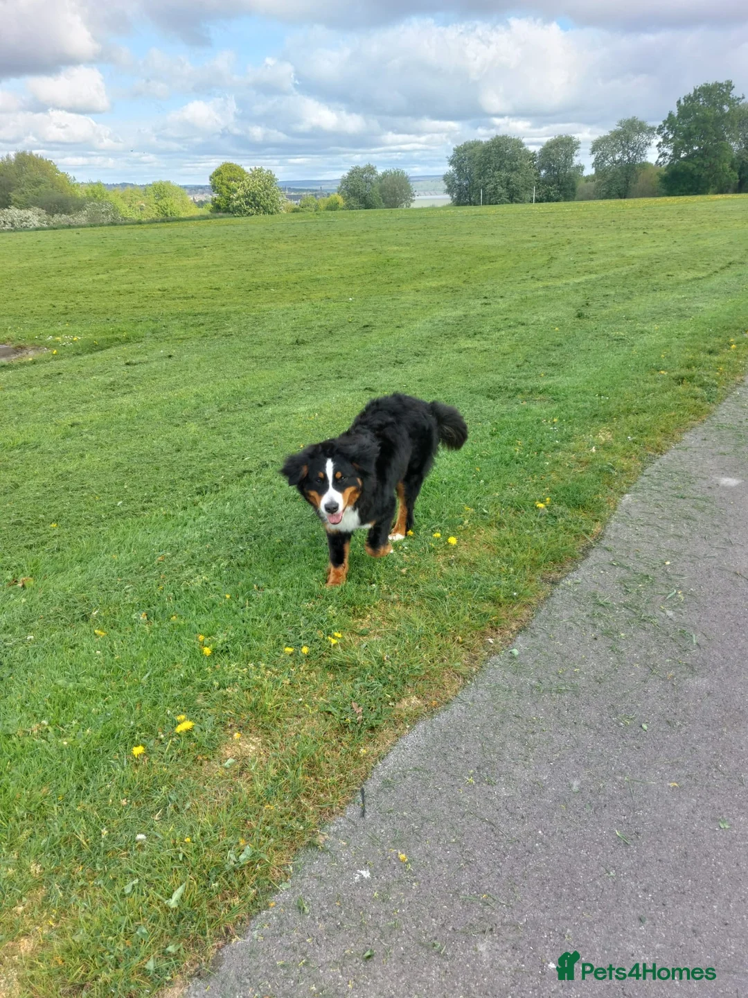 Bernese Mountain Dog dogs for sale: 11 month old Bernese Mountain Girl - Advert 2