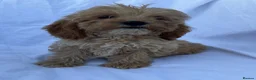 Cockapoo dogs for sale: Gorgeous cockatoo puppies - Advert 17