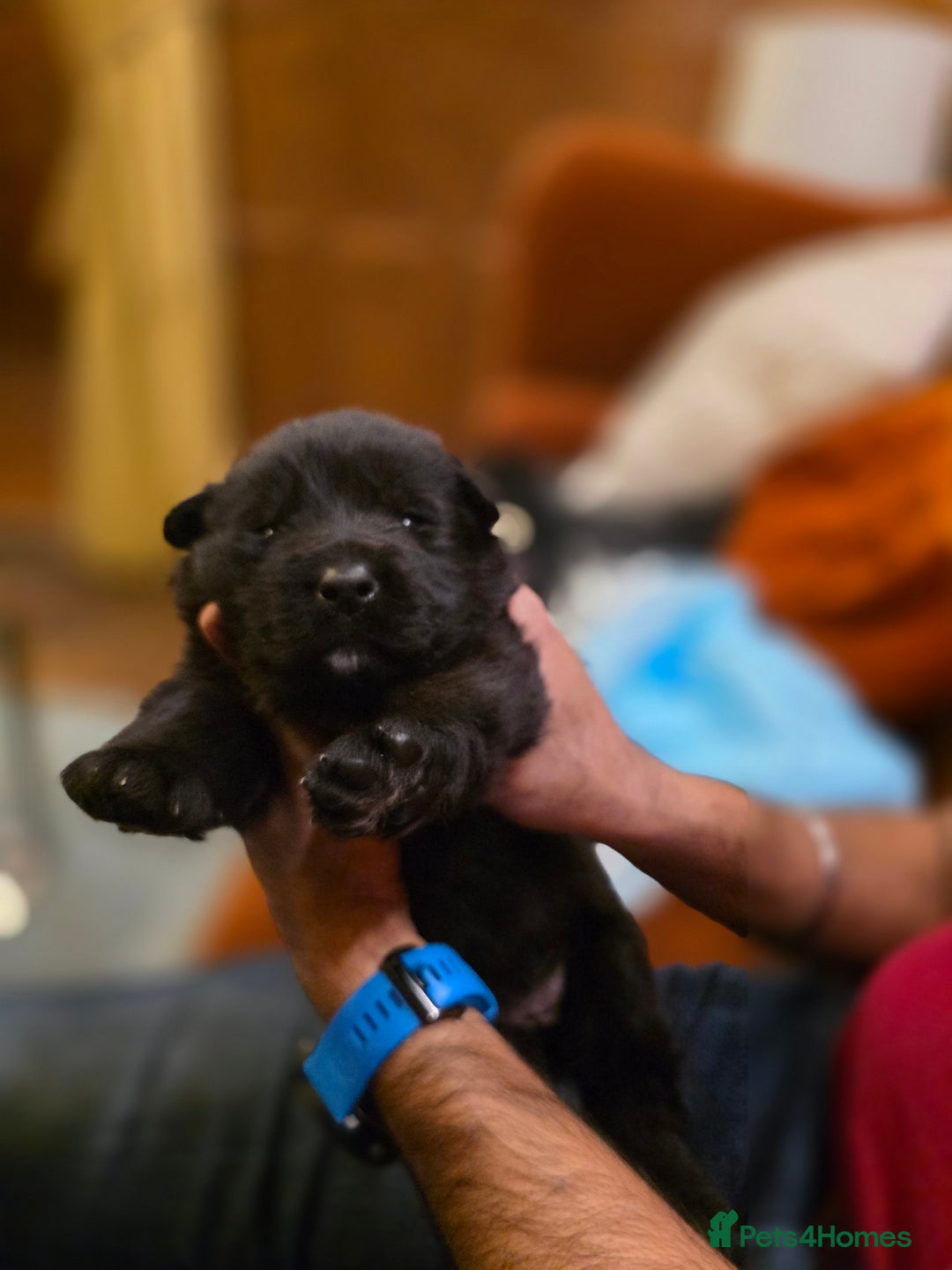 German Shepherd dogs for sale: Rare All-Black GSD Girls - Parents Owned & Present - Advert 24