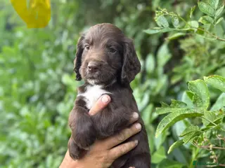 Sprocker dogs 6 sprocker - Advert 9