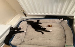 Maine Coon cats for sale: Cute kitten urgently for sell  - Image 4