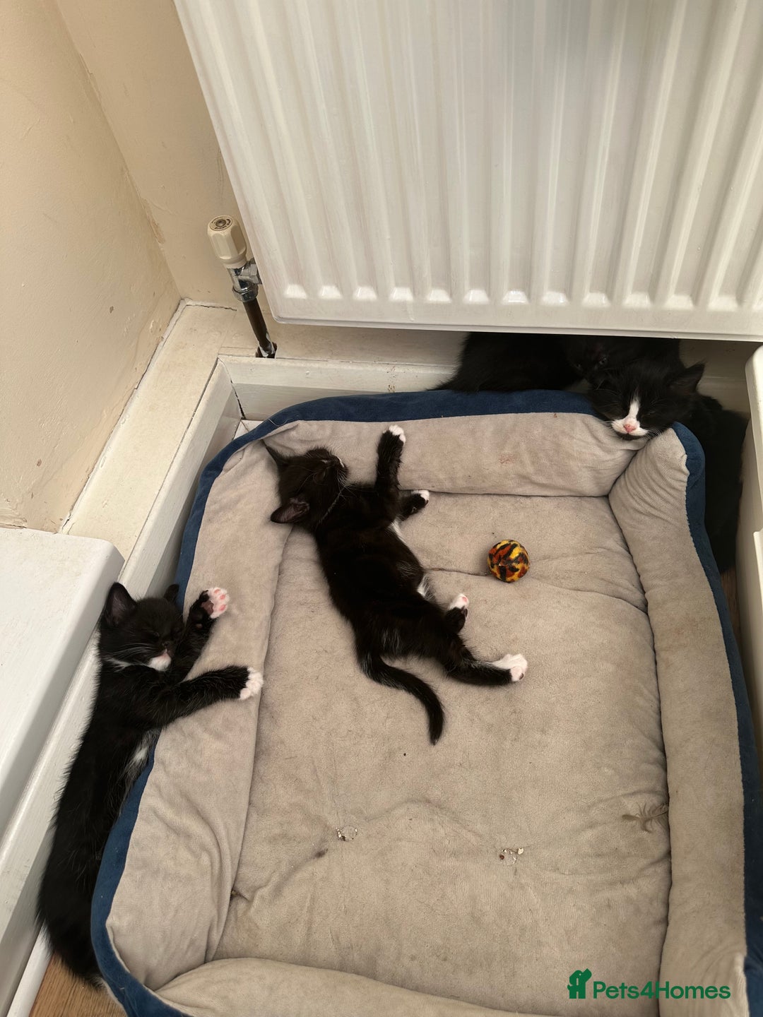 Maine Coon cats for sale: Cute kitten urgently for sell  - Image 4