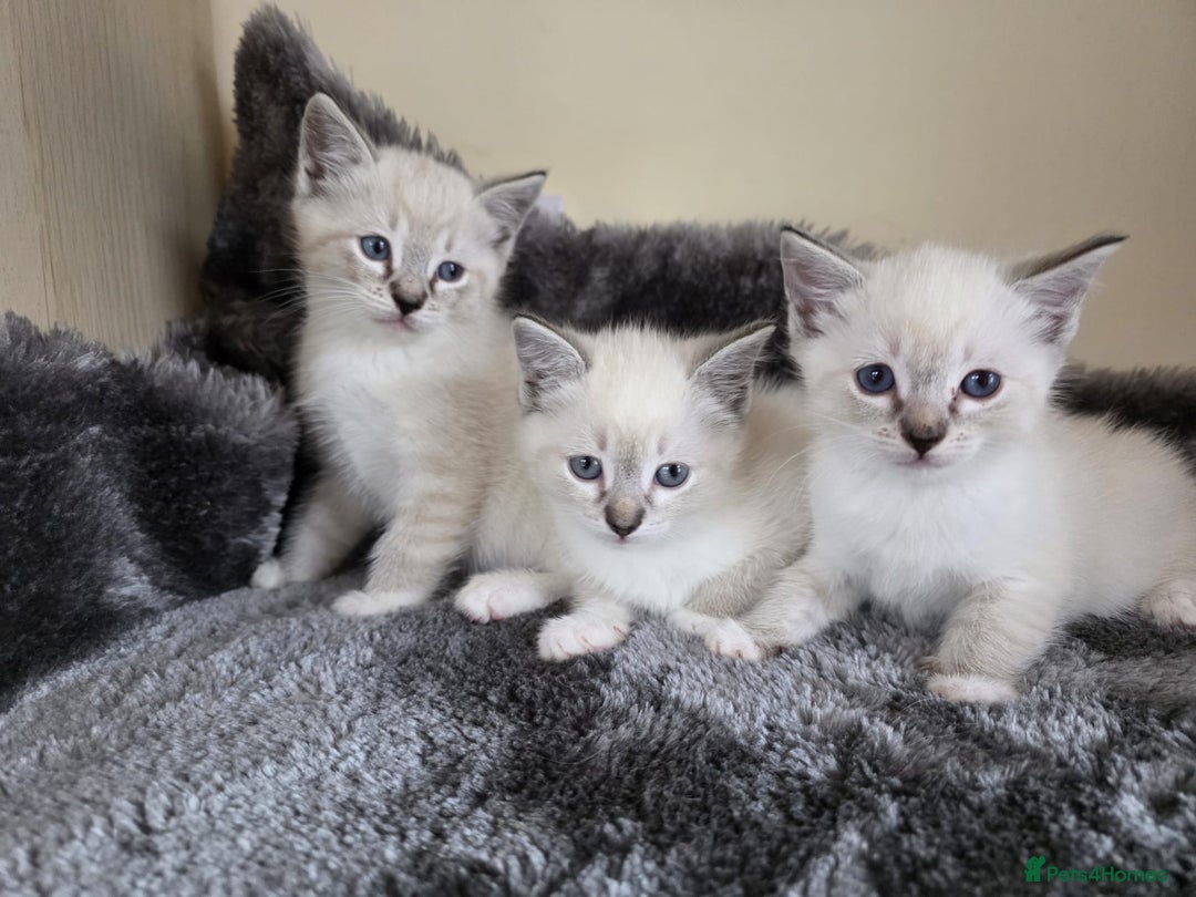 Ragdoll cats for sale: Ragdoll Cross kittens  - Image 8