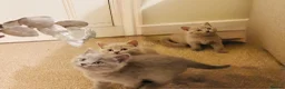Russian Blue cats for sale: Beautiful Russian Blue/British Shorthair Kittens  in Wimborne - Advert 11