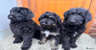 Mixed Breed dogs - Advert 3