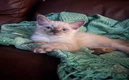 Ragdoll cats for sale: 1 male Ragdoll kitten  - Image 4