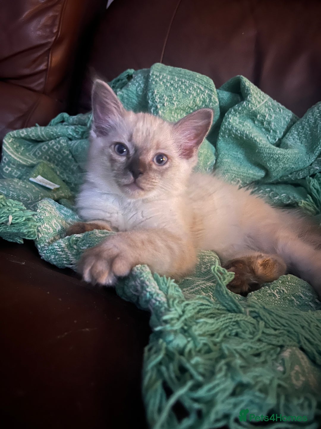 Ragdoll cats for sale: 1 male Ragdoll kitten  - Image 4