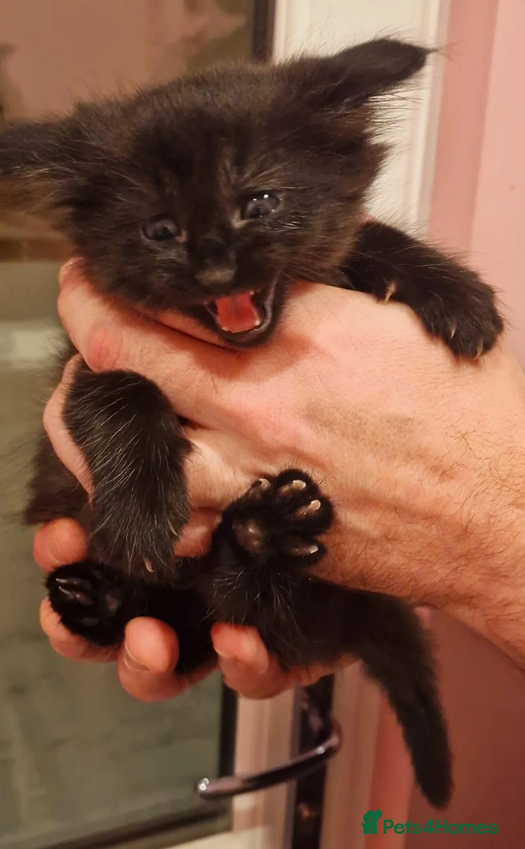 Siamese cats for sale: Siamese Cross Kittens READY NOW - Advert 1