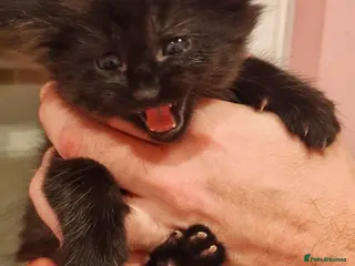 Siamese cats Siamese Cross Kittens READY NOW - Advert 1