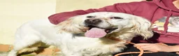 English Setter dogs for adoption: Nell  - Advert 6
