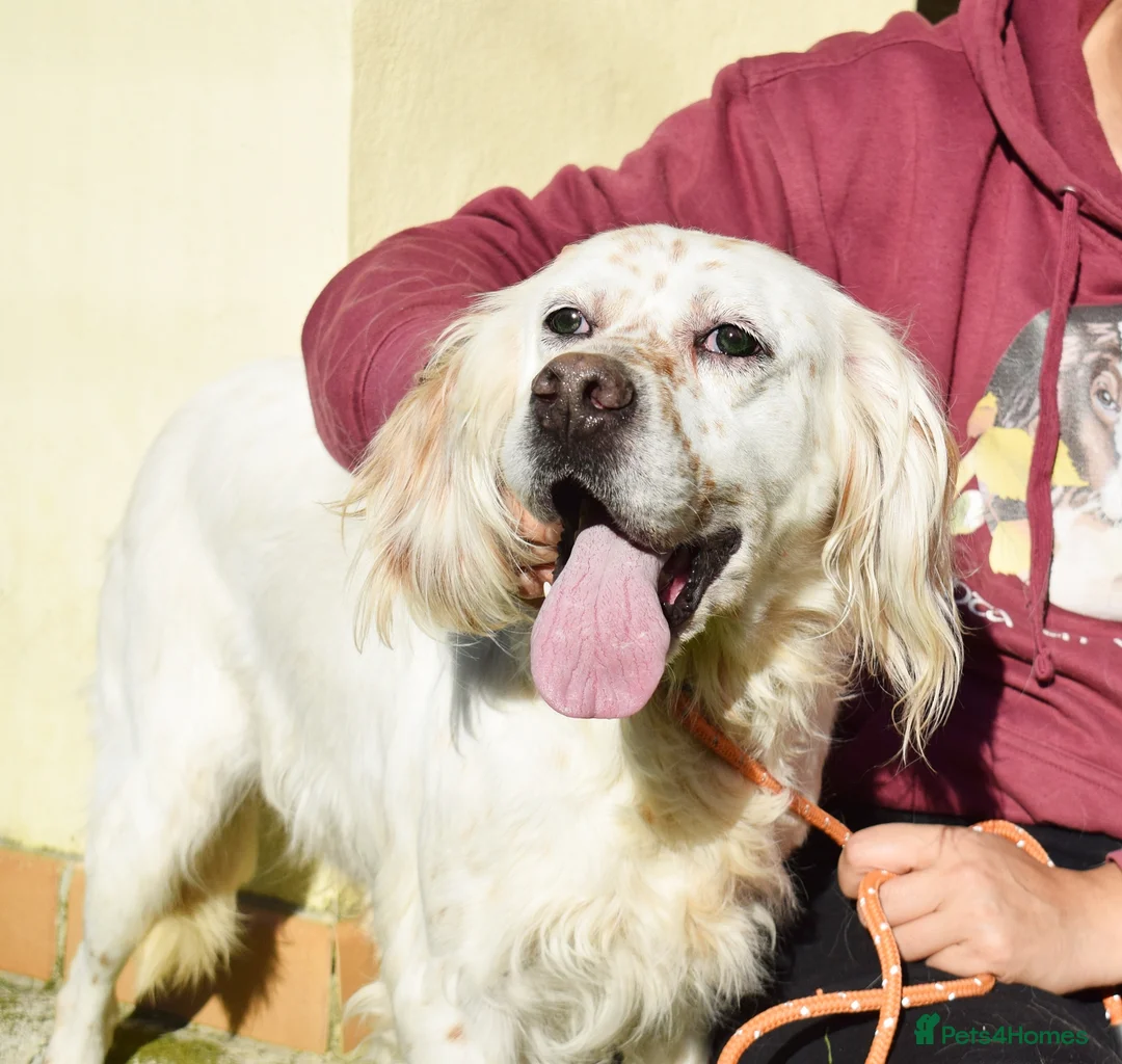 English Setter dogs for adoption: Nell  - Advert 6