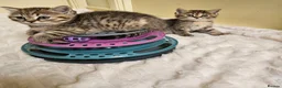 Scottish Fold cats for sale: Adorable Scottish Fold Straight Ear Tabby Kittens - Advert 37