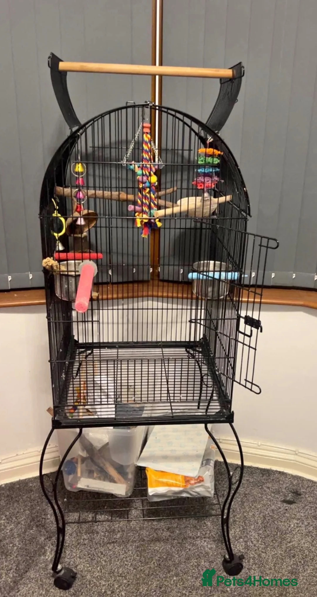 Budgerigars birds for sale: Two male budgies with cage and accessories - Advert 2