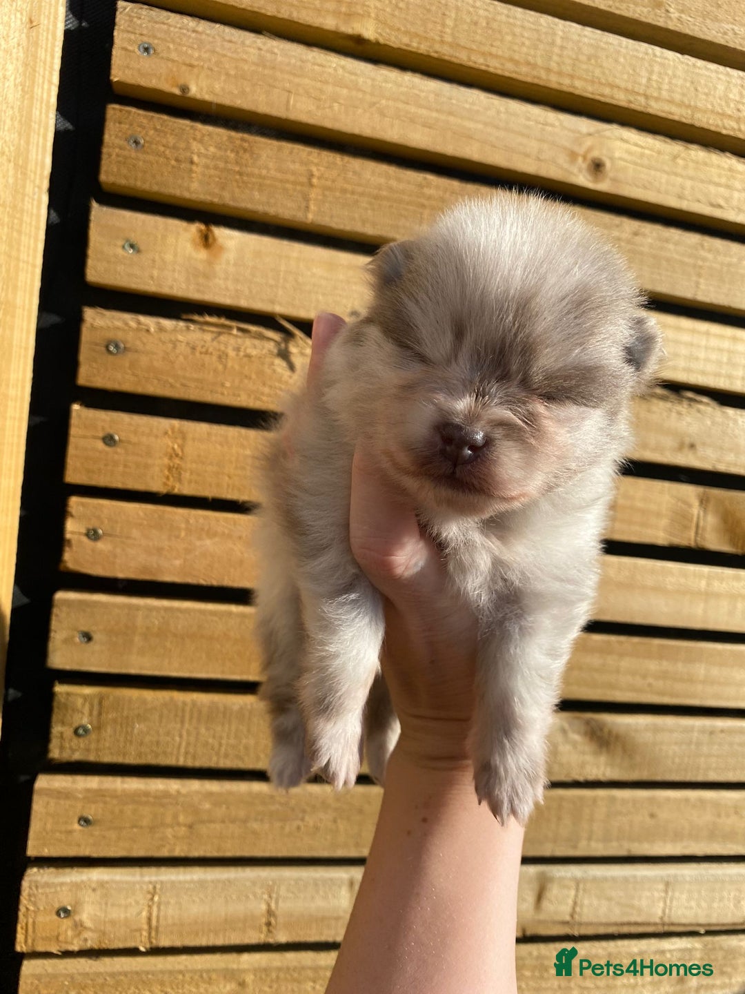 Pomeranian dogs for sale: outstanding true to typ pomeranian puppy's  - Image 15